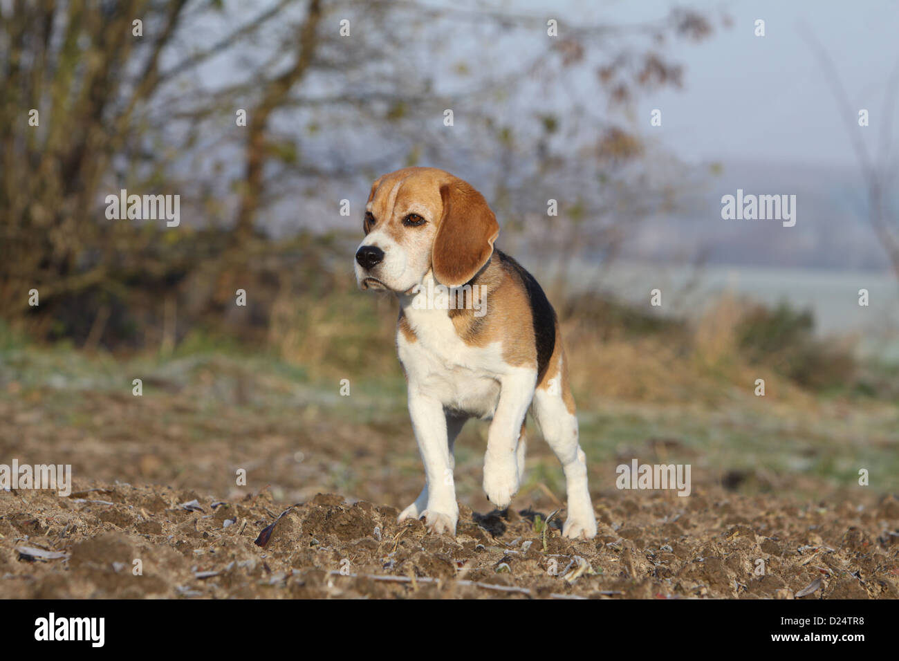 Dog Beagle adult standing in a field paw raised Stock Photo Alamy