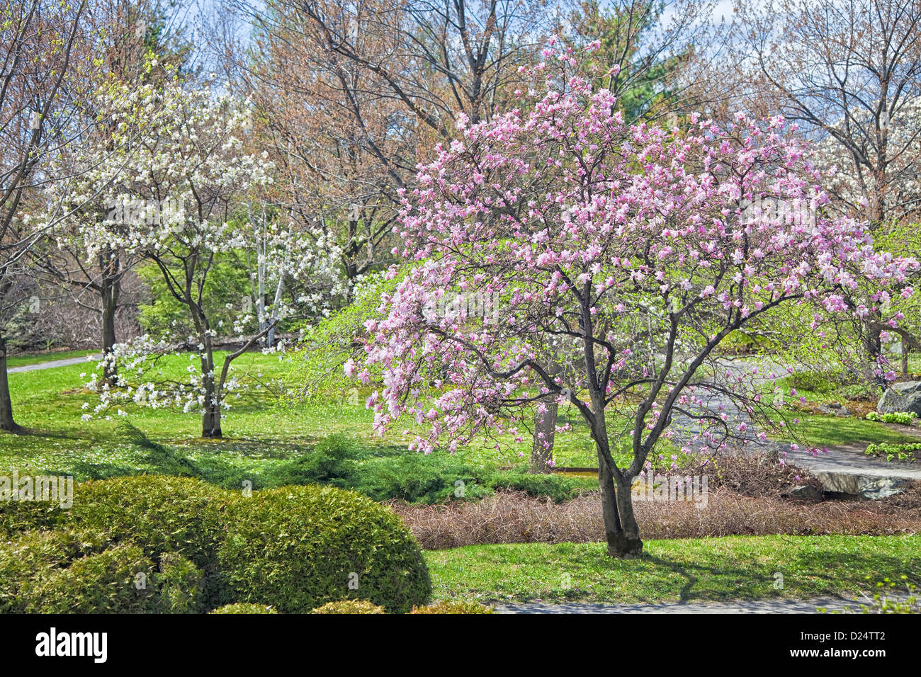 View of spring flowers in the Montreal Botanical Gardens, Montreal, Quebec. Stock Photo