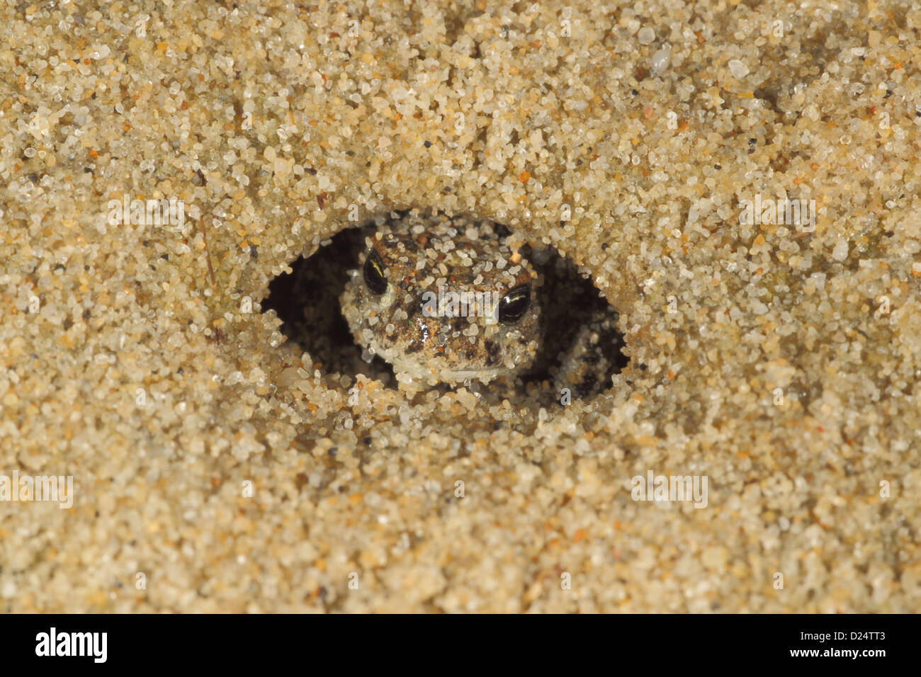 Natterjack Toad (Bufo calamita) young, in sand burrow, Dorset, England, august Stock Photo