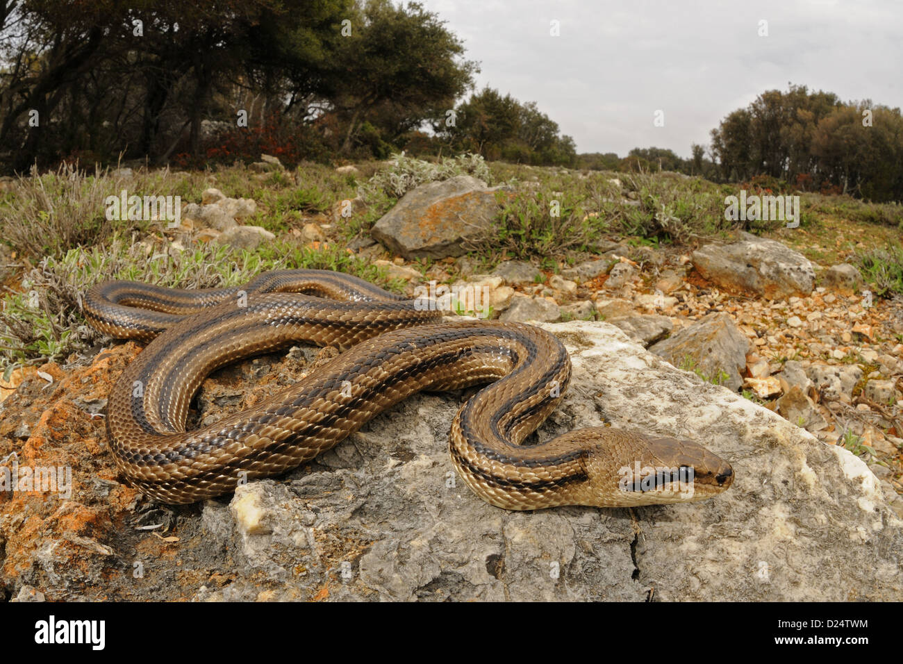 Four-lined Snake (Elaphe quatuorlineata) adult, on rocks in habitat, Croatia, april Stock Photo