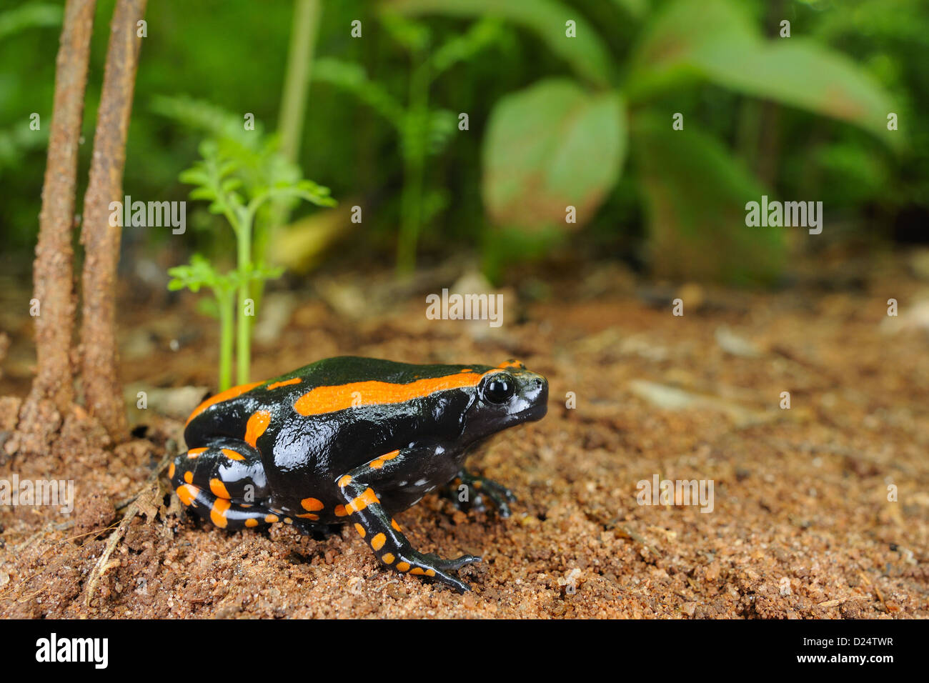 Banded Rubber Frog (Phrynomantis bifasciatus) adult, sitting on ground in coastal forest, Tanzania, january Stock Photo