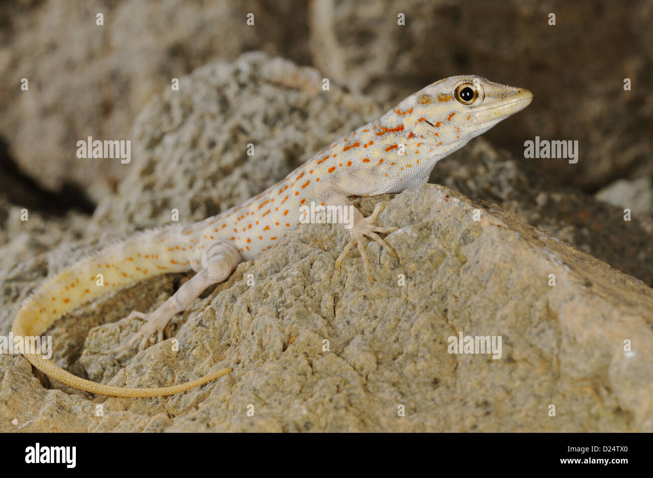 Abdel Kuri Rock Gecko (Pristurus abdelkuri) adult, resting on rock, Abd al Kuri Island, Socotra Archipelago, Yemen, march Stock Photo