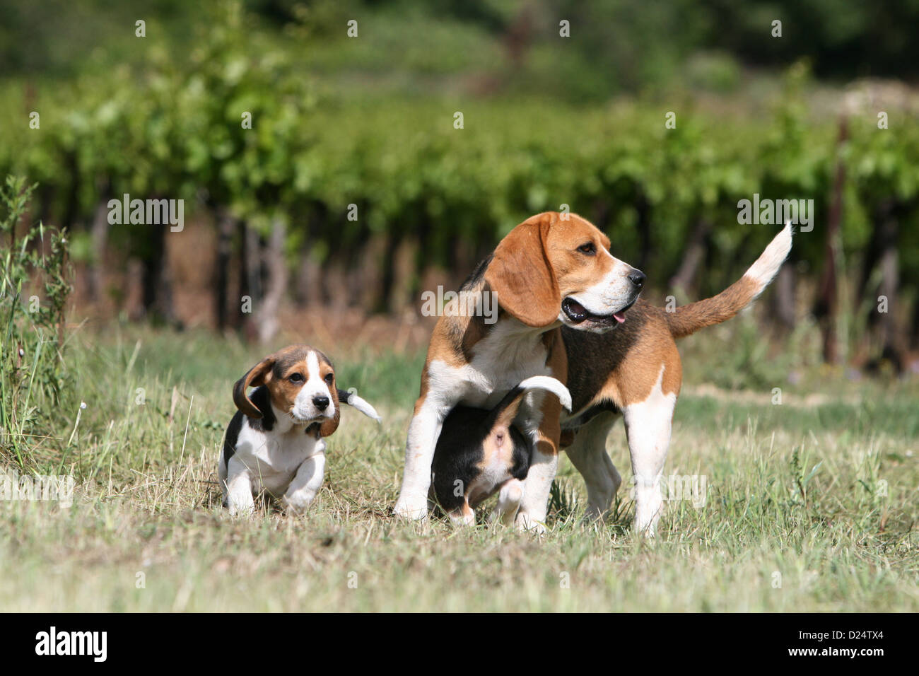 Dog Beagle Adult And Puppies Standing In A Meadow Stock Photo Alamy