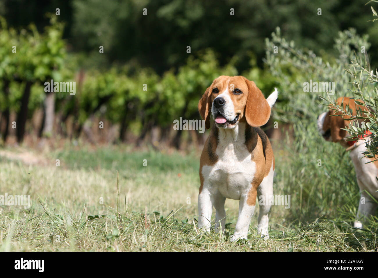 Adult stand hi-res stock photography and images - Alamy