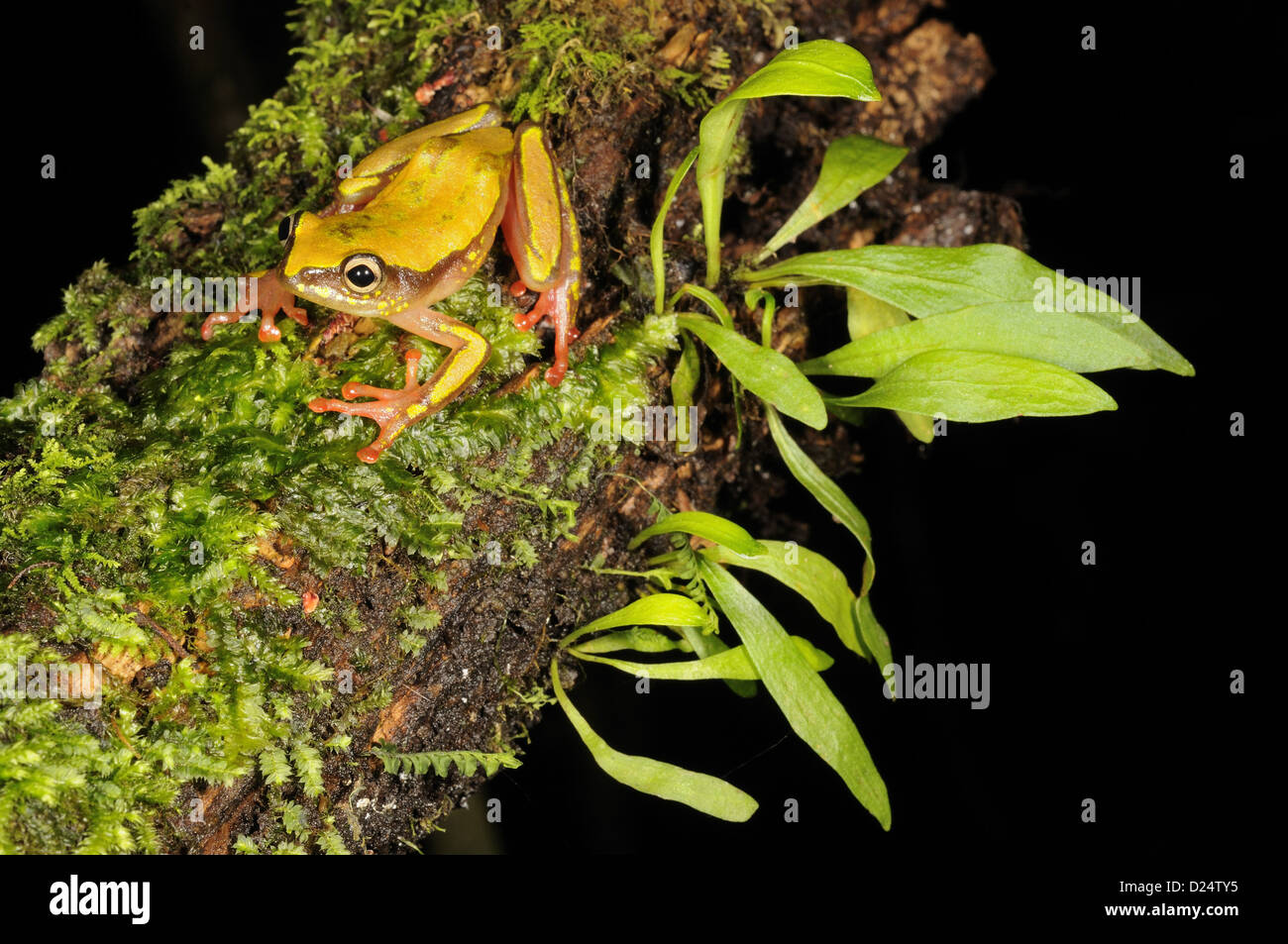 Montane Reed Frog (Hyperolius castaneus) adult sitting on branch Kahuzi ...