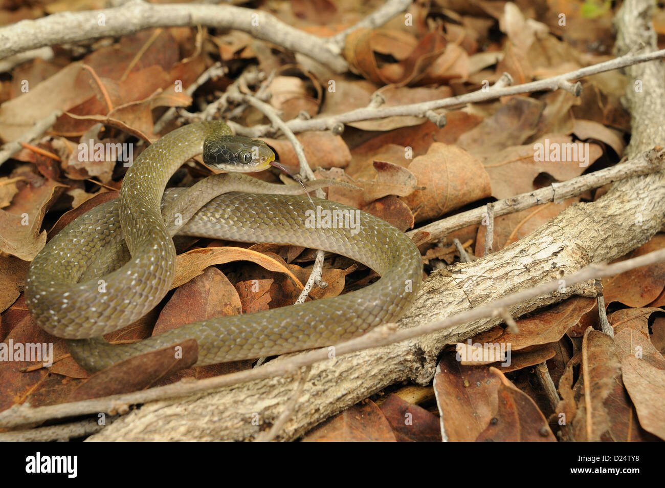White-lipped Herald Snake Crotaphopeltis hotamboeia adult flicking forked tongue coiled on leaf litter Ruaha N.P Tanzania Stock Photo
