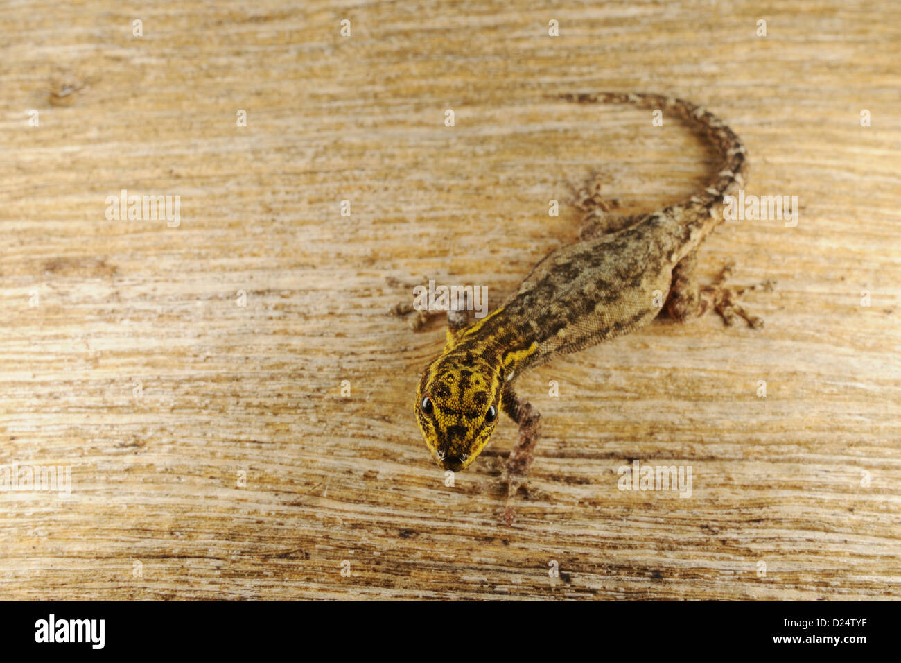 Dwarf Yellow-headed Gecko (Lygodactylus luteopicturatus) adult, Ruaha N.P., Tanzania, january Stock Photo