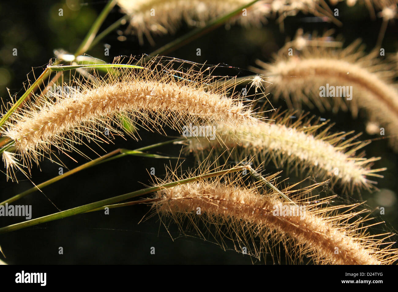 Giant Swamp Foxtail grass with golden bristles India Stock Photo