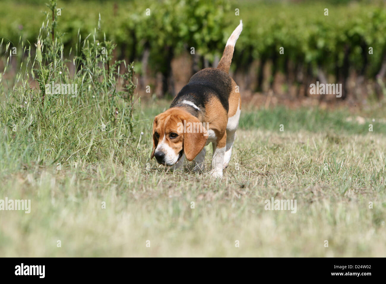 Dog Beagle smell the ground Stock Photo Alamy