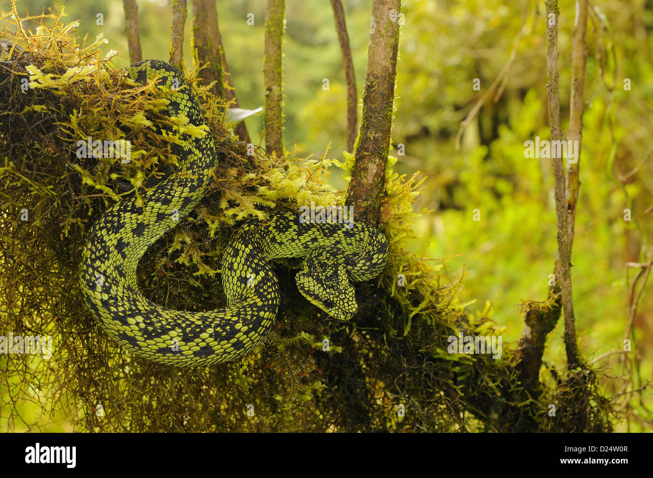 Bush viper (Atheris squamigera), animal portrait, open mouth, captive,  Congo, Stock Photo, Picture And Rights Managed Image. Pic. IBR-4890651