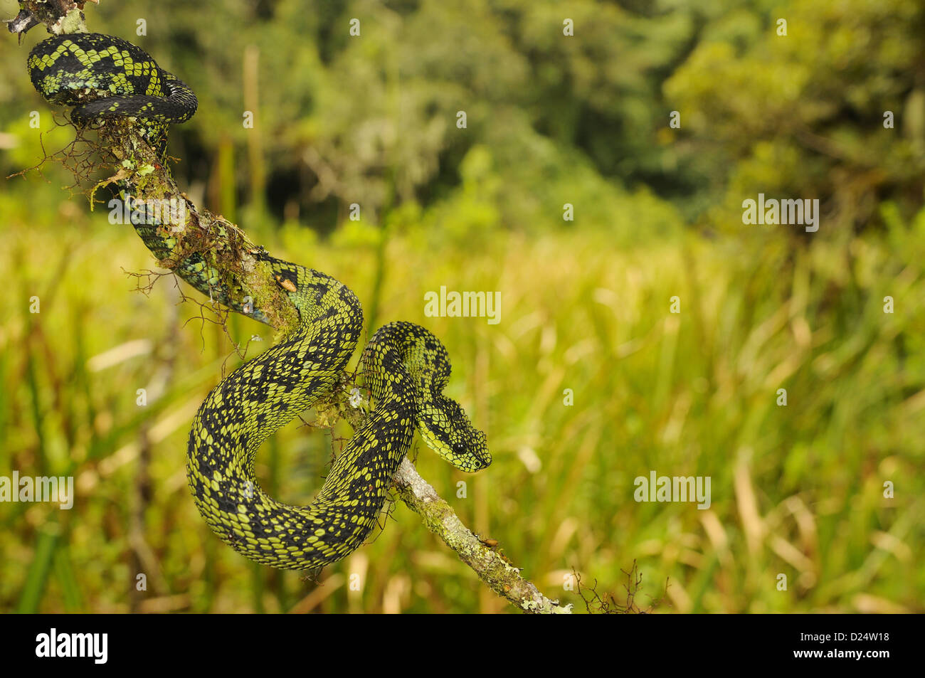 Stock photo of West African tree viper (Atheris chlorechis) portrait, Togo.  Controlled. Available for sale on