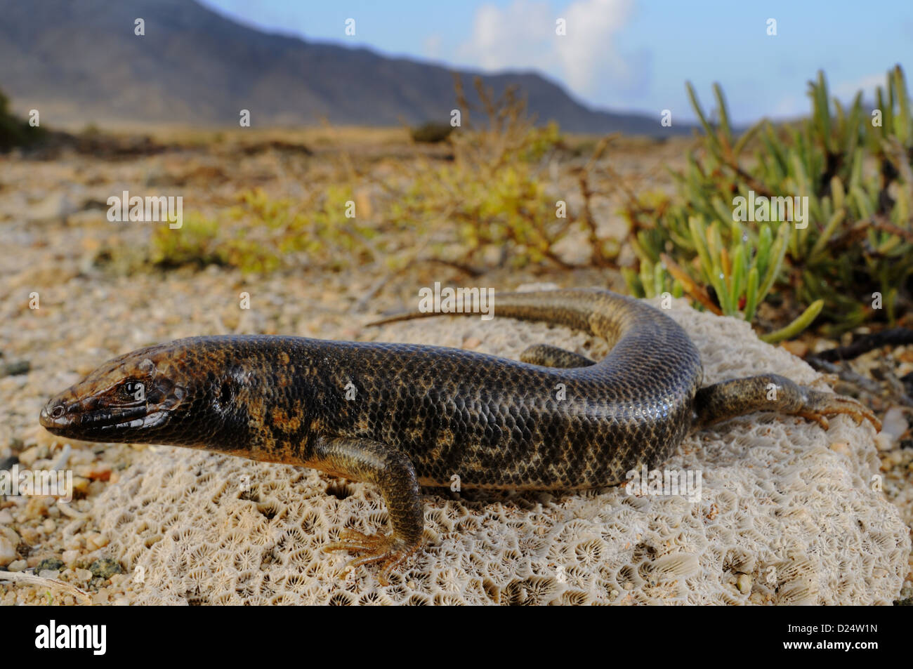 Abd al Kuri Skink Trachylepis cristinae newly discovered species described in 2010 adult on Madrepore coral fossil rock in Stock Photo