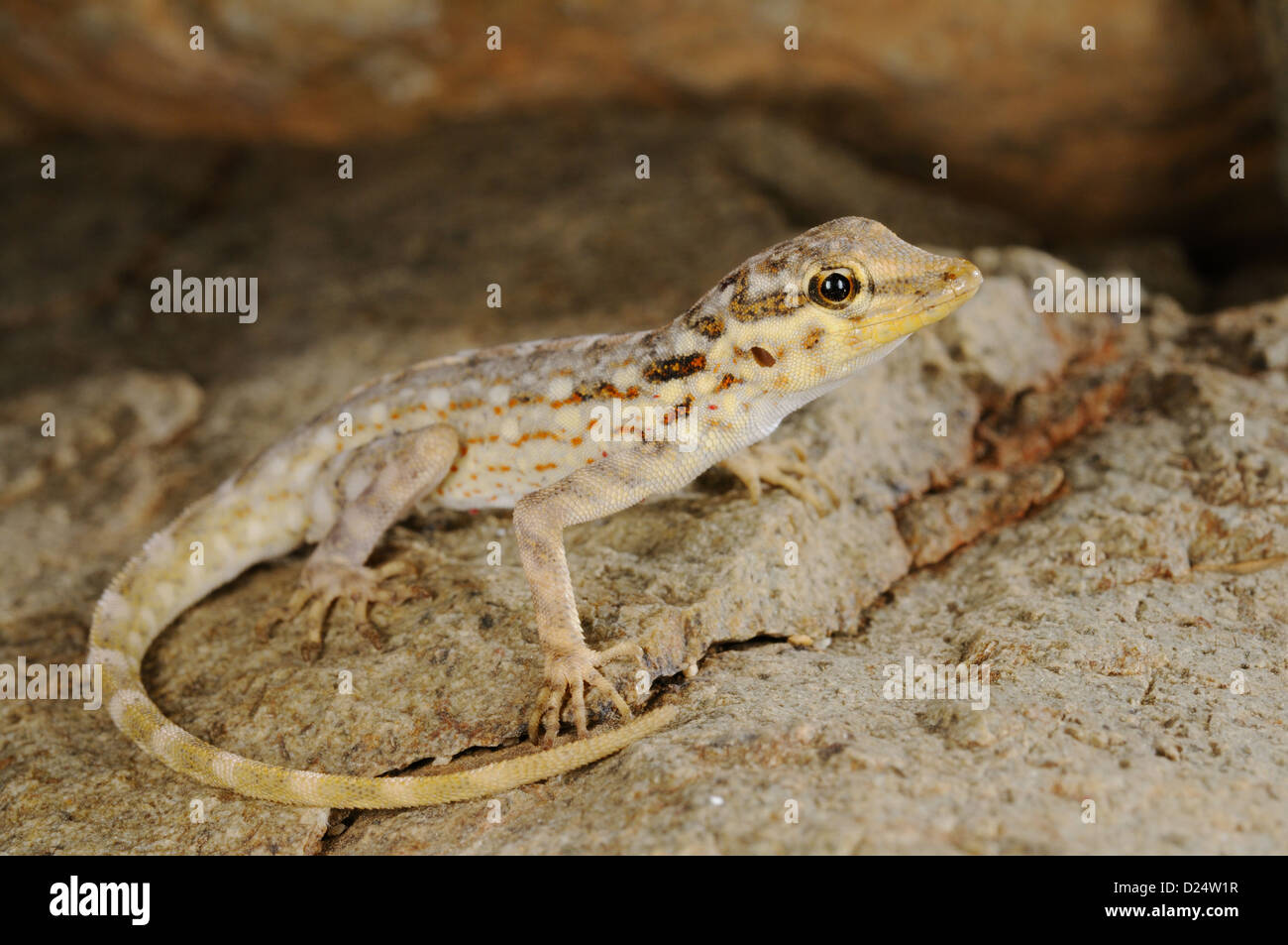 Samha Rock Gecko (Pristurus samhaensis) adult, resting on rock, Samha Island, Socotra Archipelago, Yemen, march Stock Photo