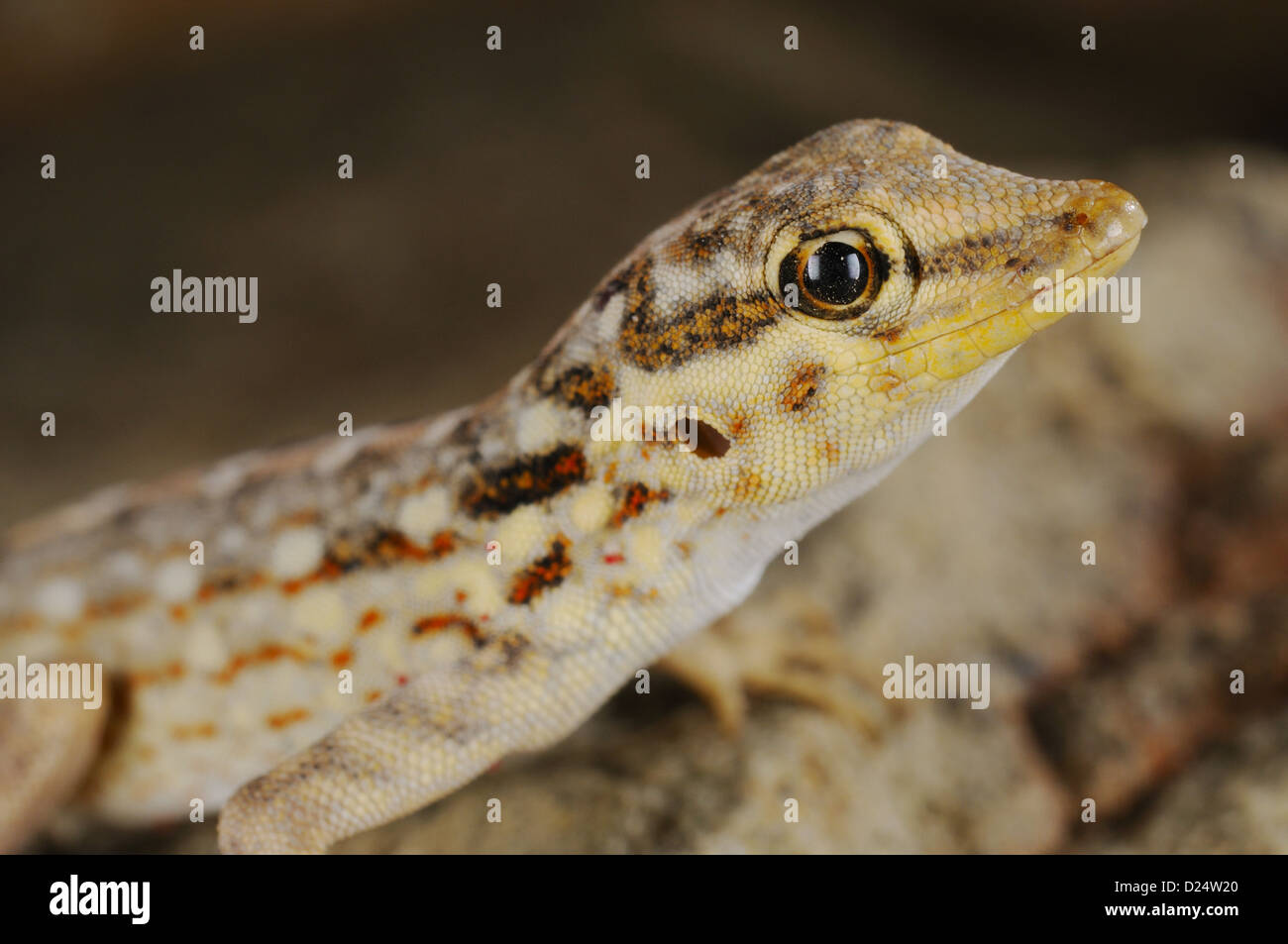 Samha Rock Gecko (Pristurus samhaensis) adult, close-up of head, Samha Island, Socotra Archipelago, Yemen, march Stock Photo