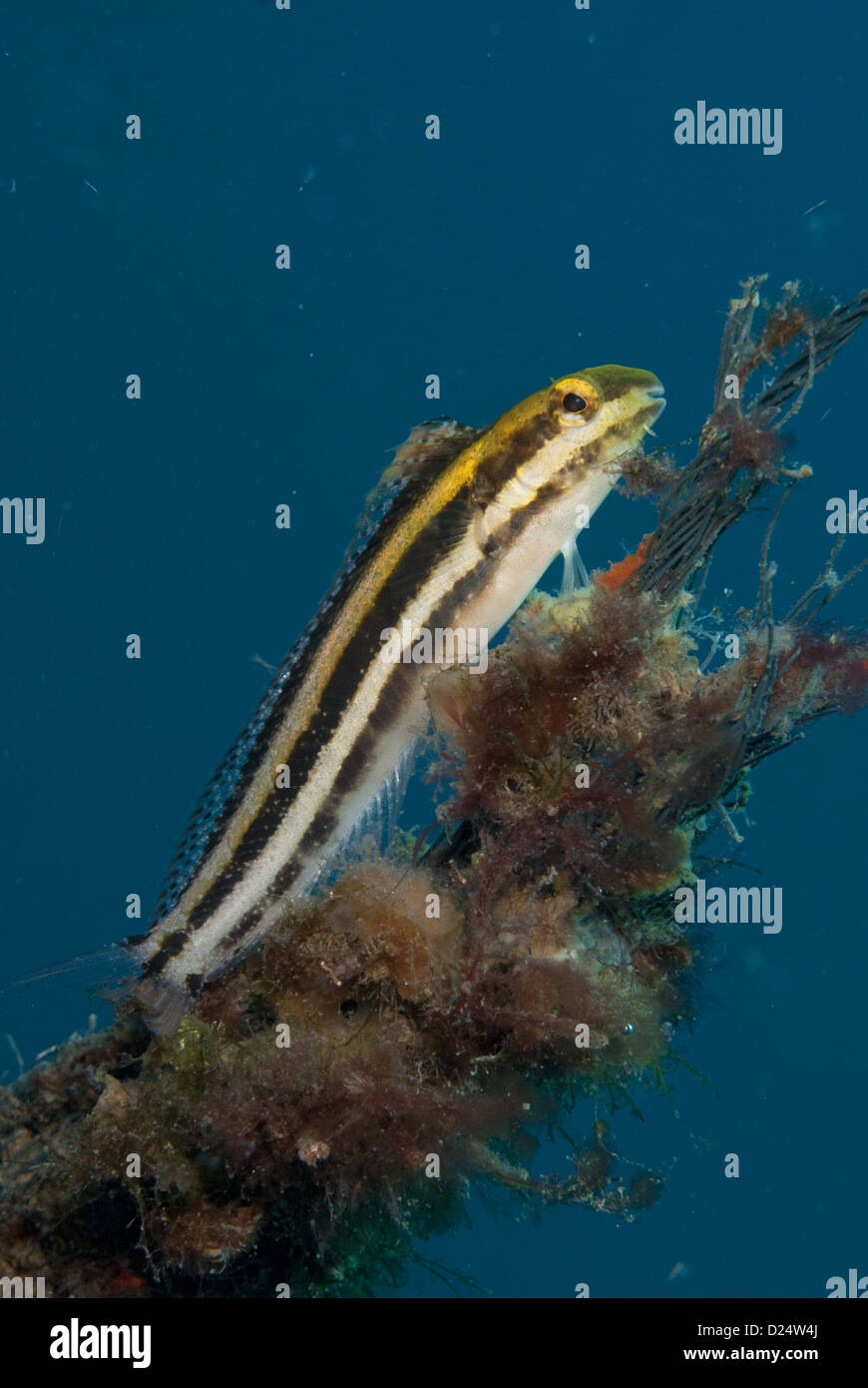 Lined Fangblenny (Meiacanthus lineatus) adult resting on coral encrusted rope Lembeh Straits Sulawesi Sunda Islands Indonesia Stock Photo