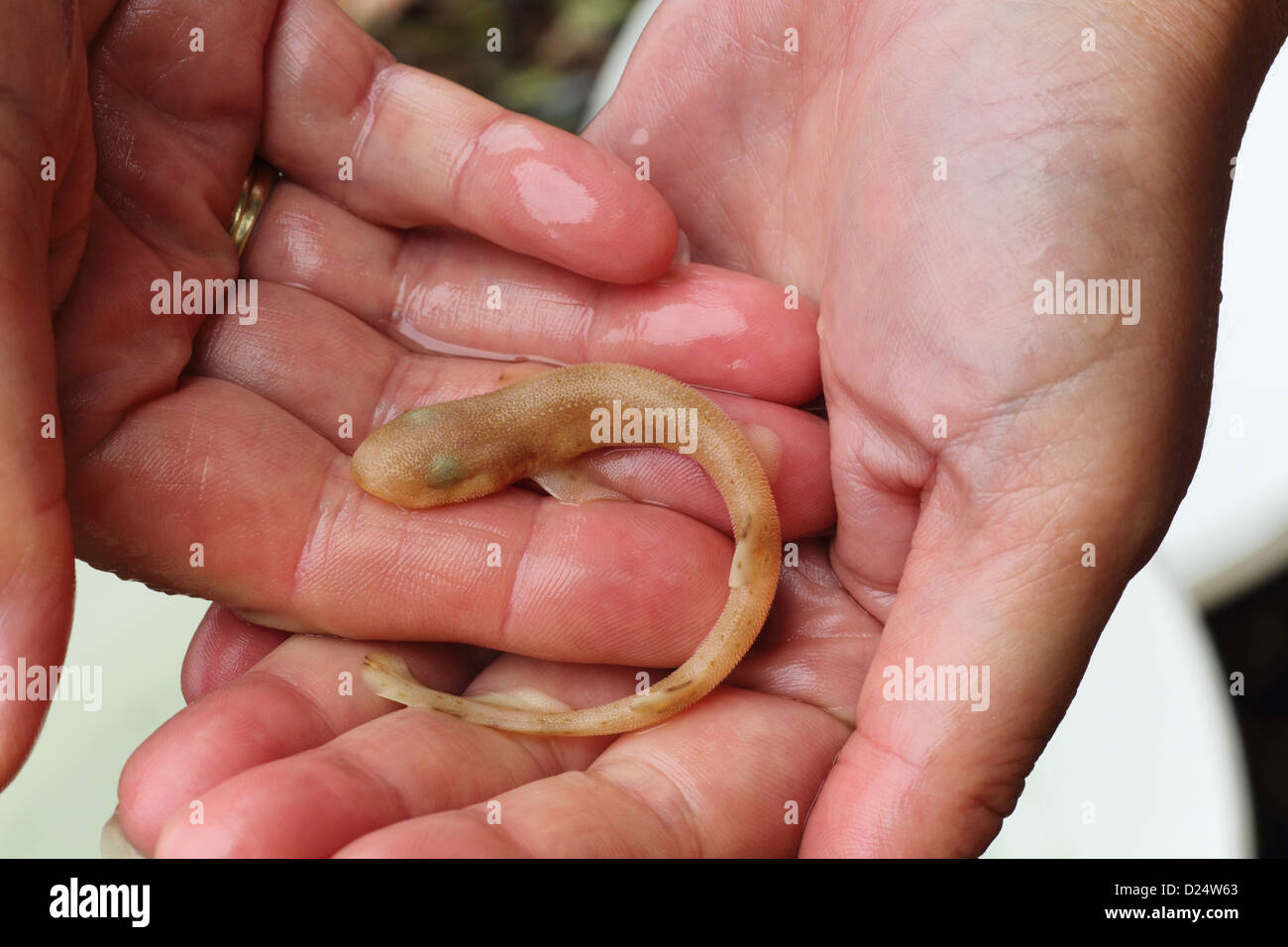 Lesser Spotted Dogfish (Scyliorhinus canicula) juvenile held in human hands Kimmeridge Bay Isle Purbeck Dorset England august Stock Photo