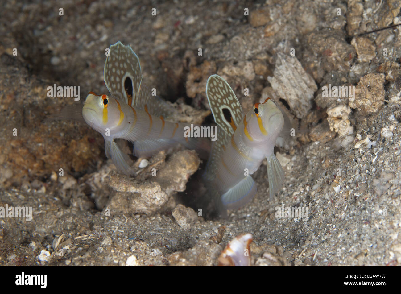 Randall's Shrimpgoby Amblyeleotris randalli adult pair displaying spots on fins entrance to hole Lembeh Straits Sulawesi Sunda Stock Photo