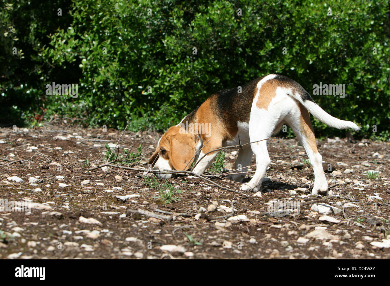 Dog Beagle adult smell the ground Stock Photo Alamy