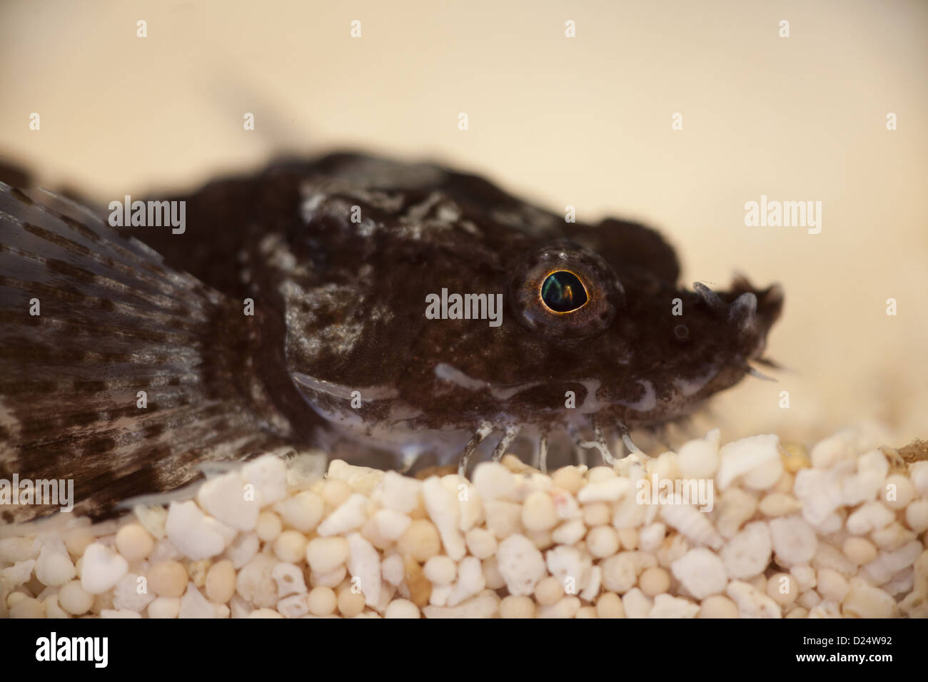 Pogge (Agonus cataphractus) adult, close-up of head, resting on gravel, The Wash, Lincolnshire, England, March Stock Photo