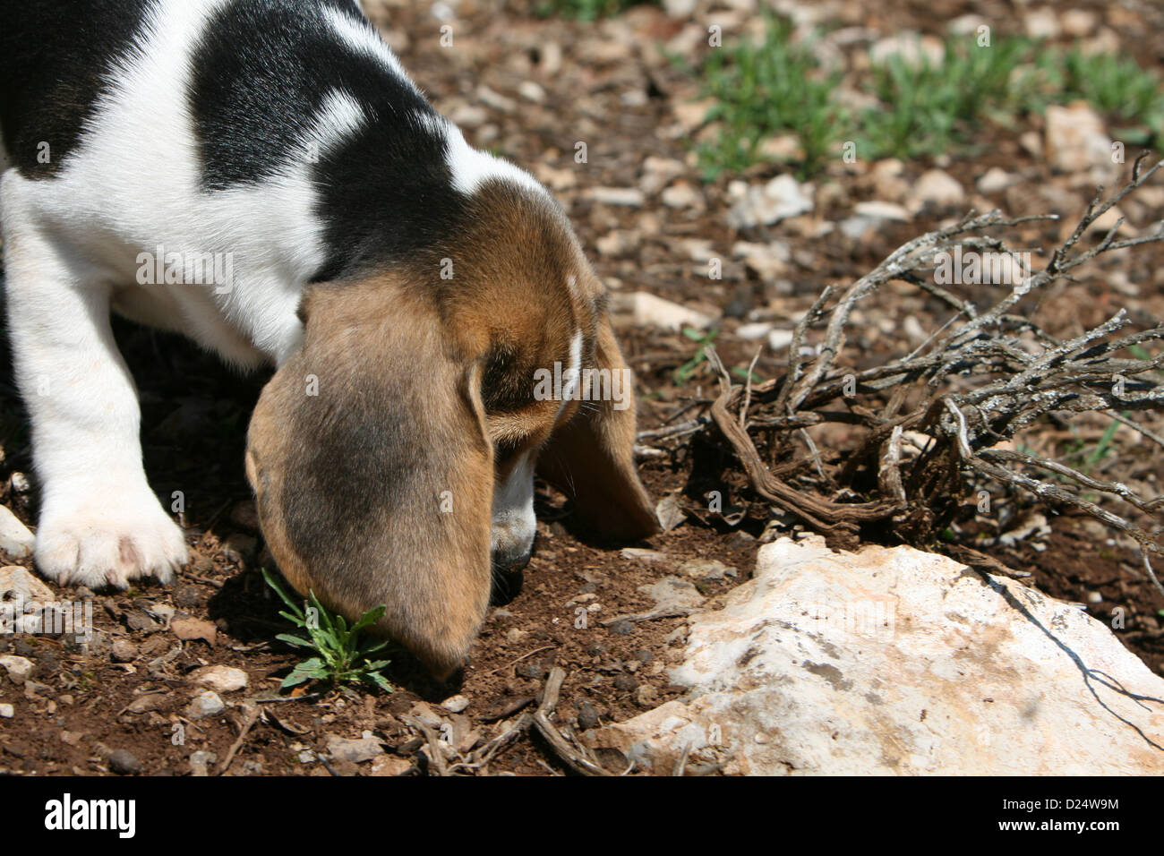 Why Do Beagles Smell