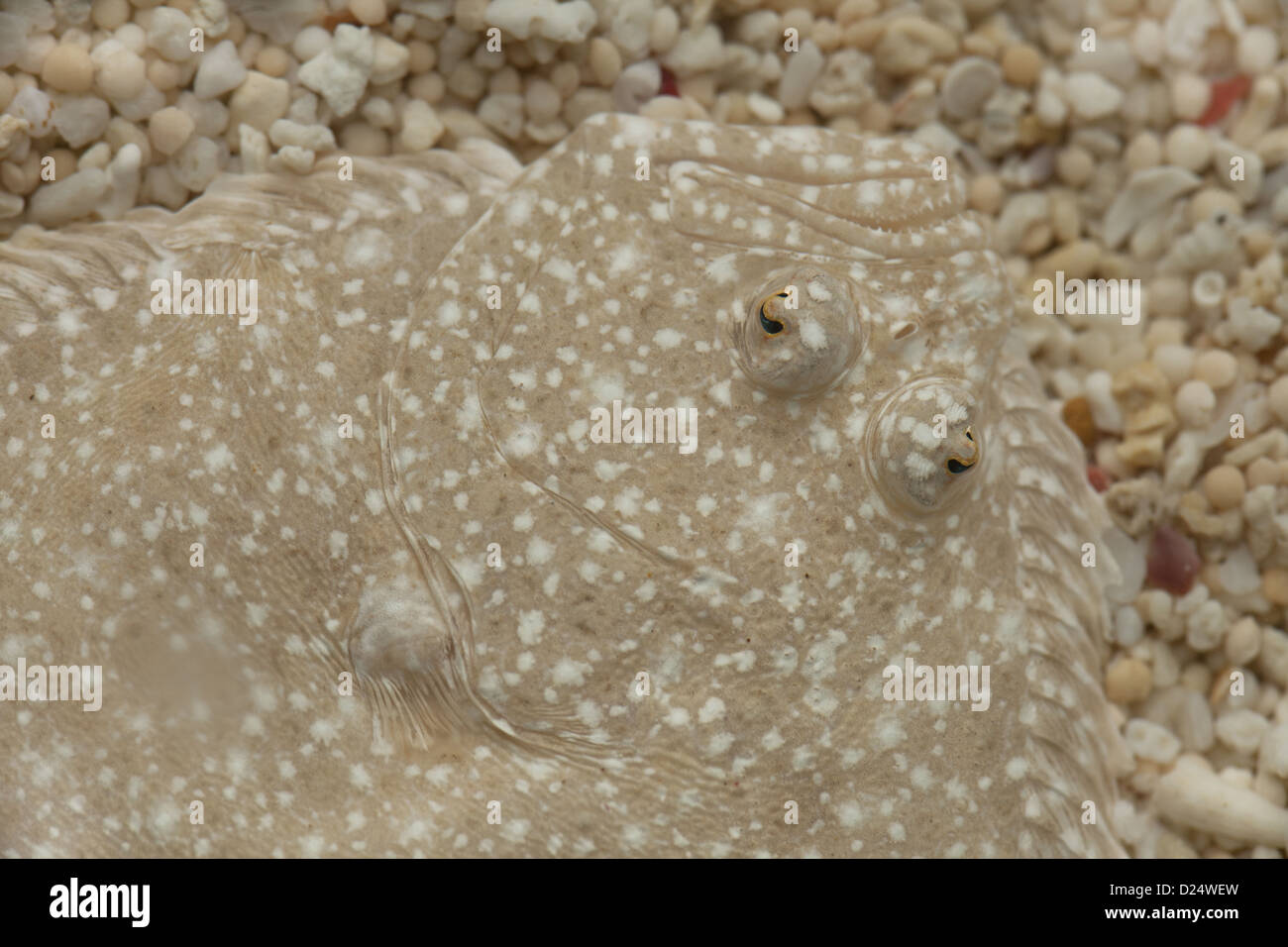Turbot (Scophthalmus maximus) adult, close-up of head, camouflaged on gravel, The Wash, Lincolnshire, England, March Stock Photo