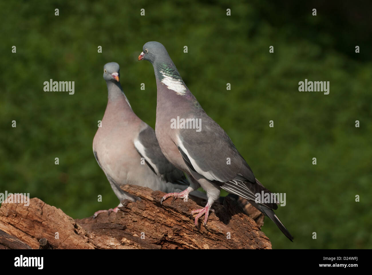 Pair of adult Woodpigeons courting Stock Photo