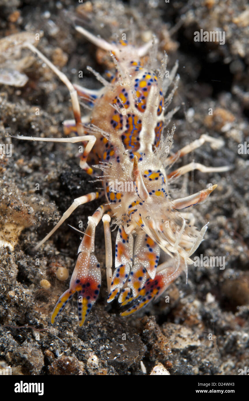 Bumblebee Shrimp (Phyllognathia ceratophthalmus) adult, on black sand ...