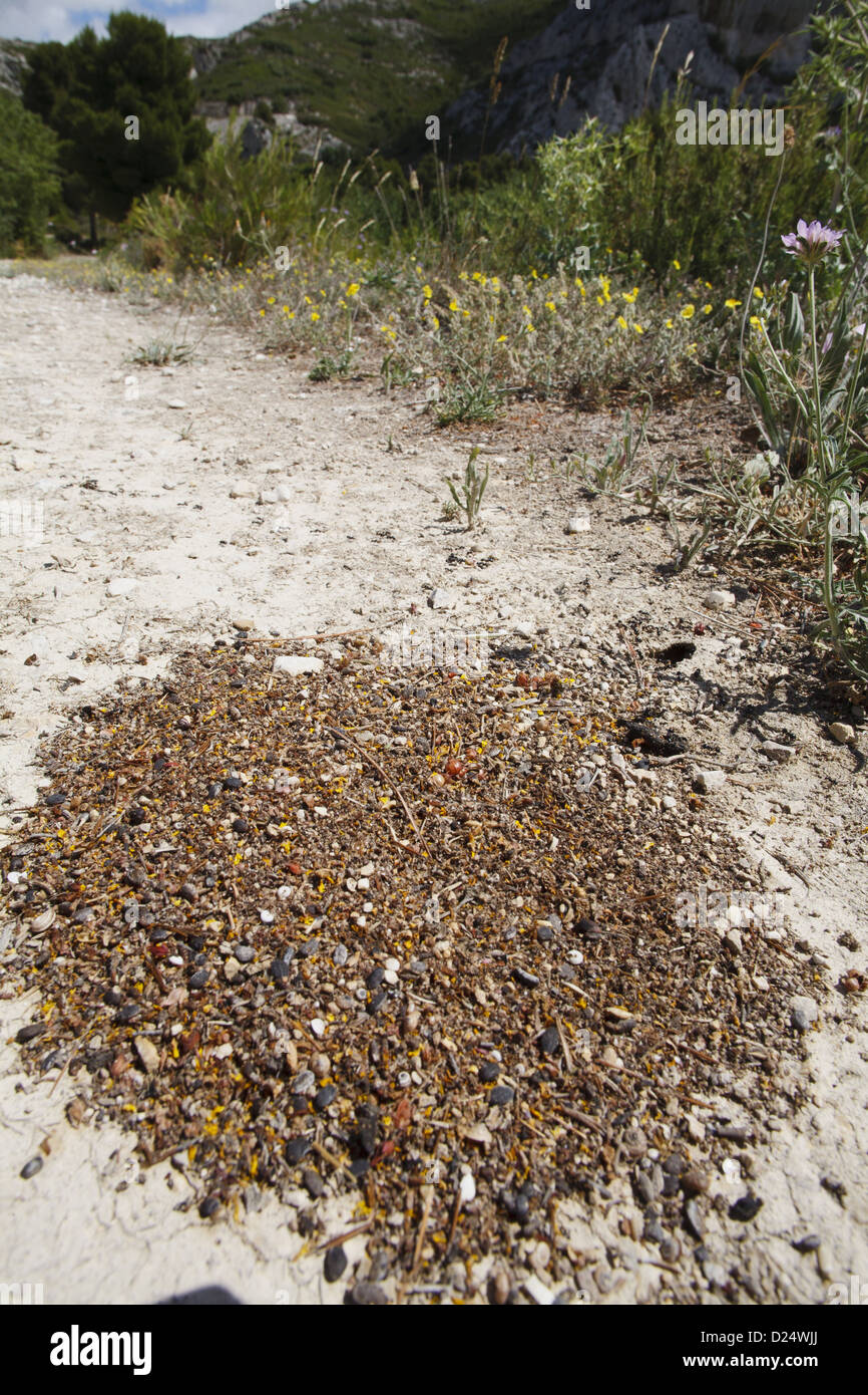 Harvester Ant Messor bouvieri spoil heap seed husks other rubbish outside nest entrance Chaine des Alpilles Bouches-du-Rhone Stock Photo