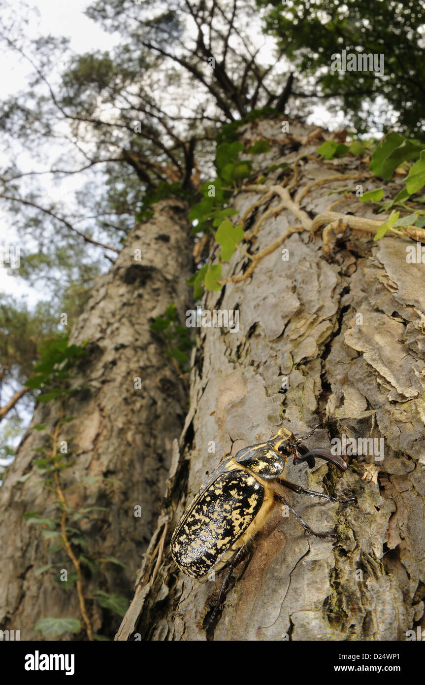Pine Chafer (Polyphylla fullo) adult male, climbing on pine trunk, Italy, july Stock Photo