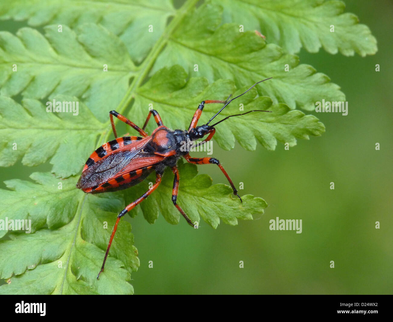 Red Assassin Bug (Rhynocoris iracundus) adult, resting on fern frond, Italy, july Stock Photo