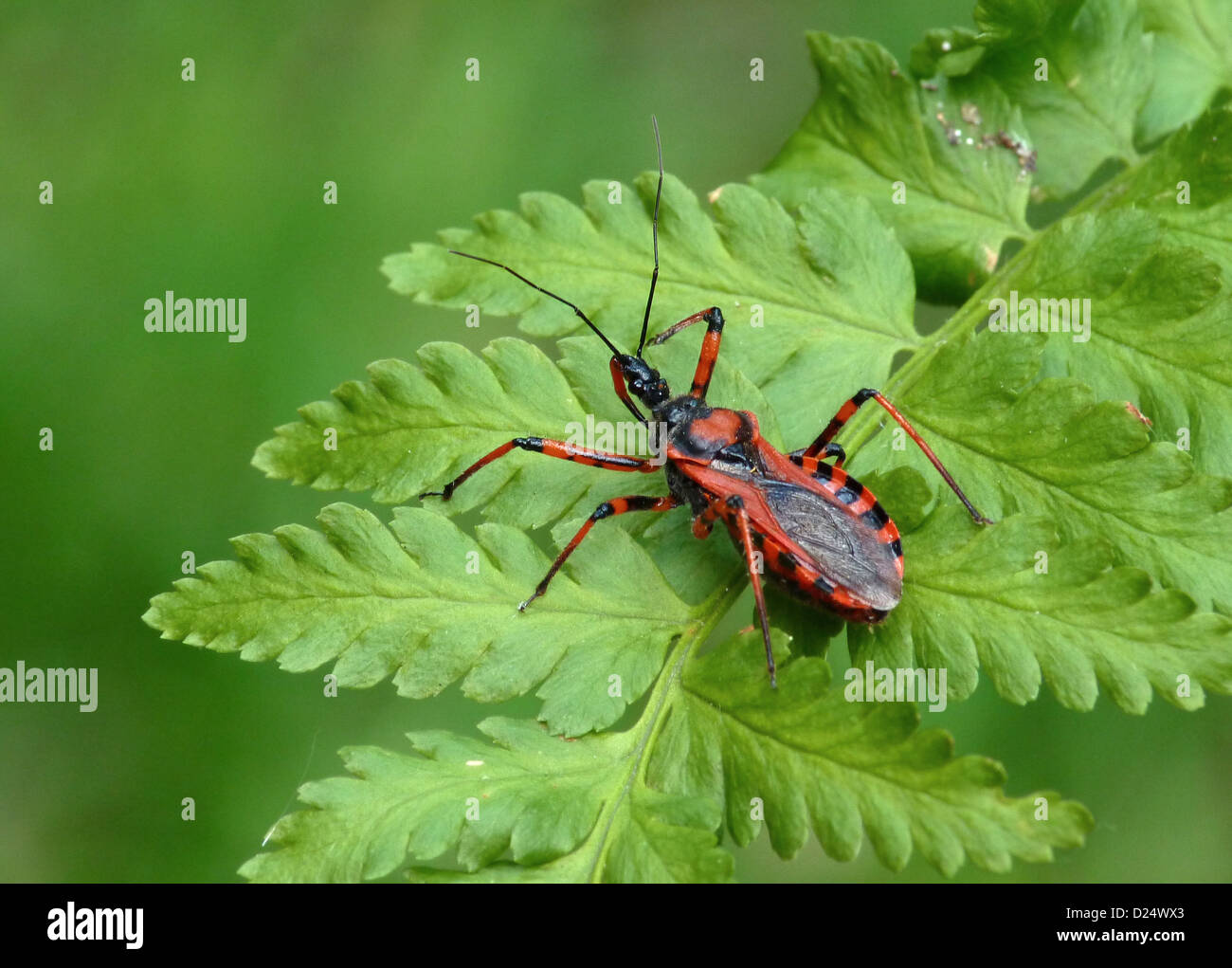 Red Assassin Bug (Rhynocoris iracundus) adult, resting on fern frond, Italy, july Stock Photo