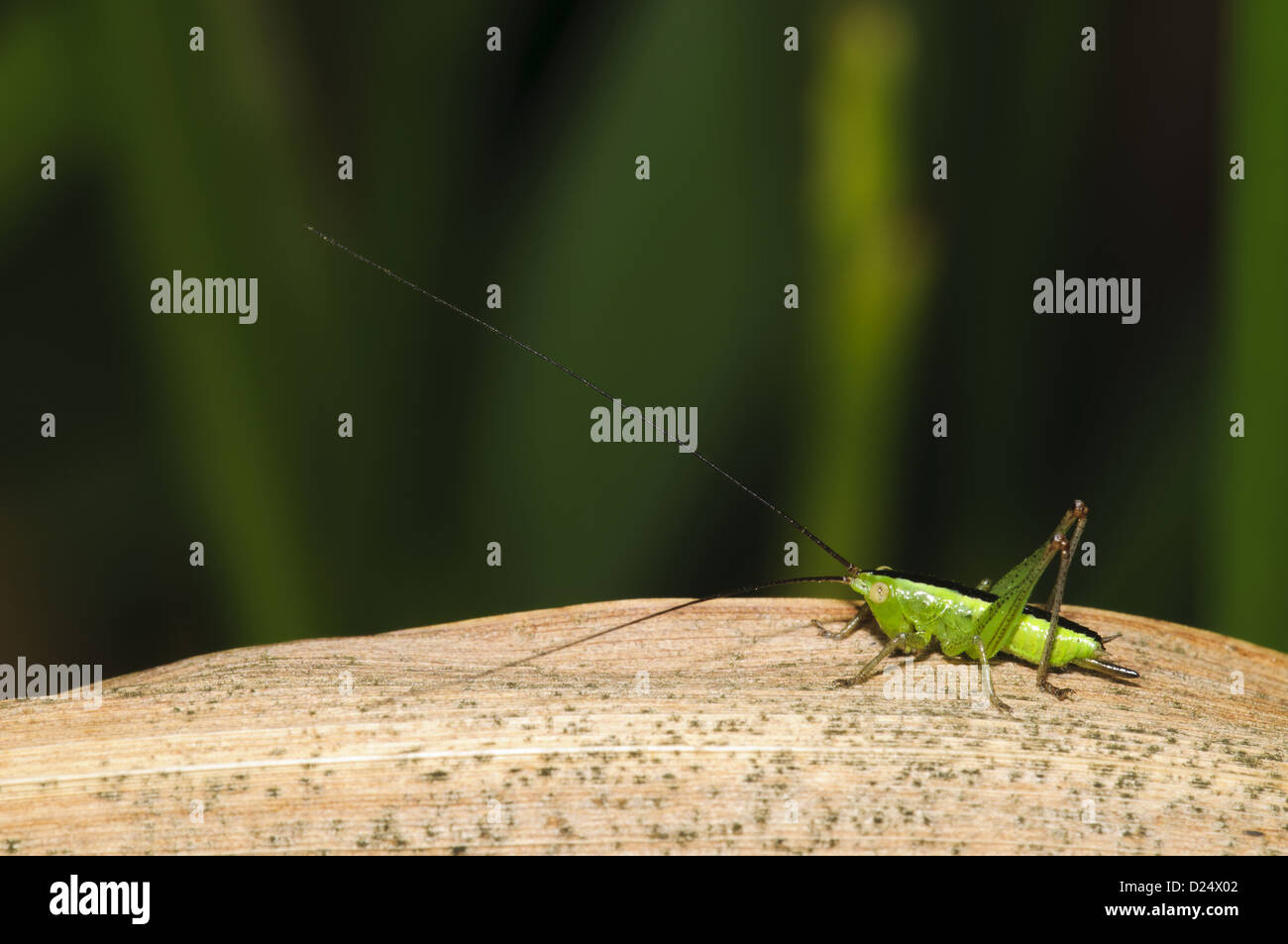 Longwinged Conehead Conocephalus discolor female nymph resting on