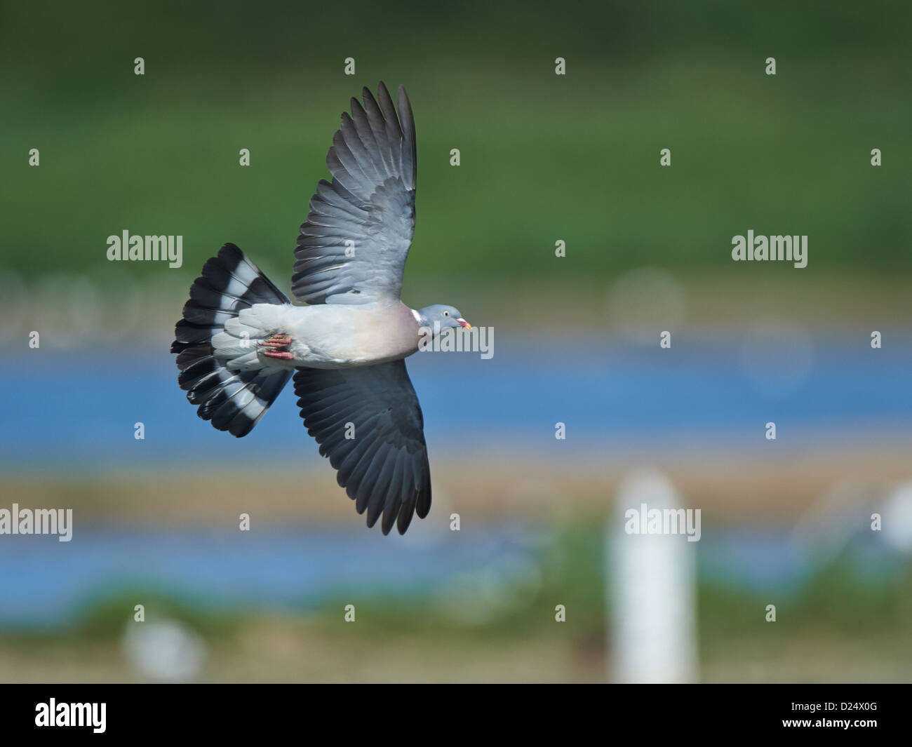 Wood Pigeon in flight Stock Photo Alamy
