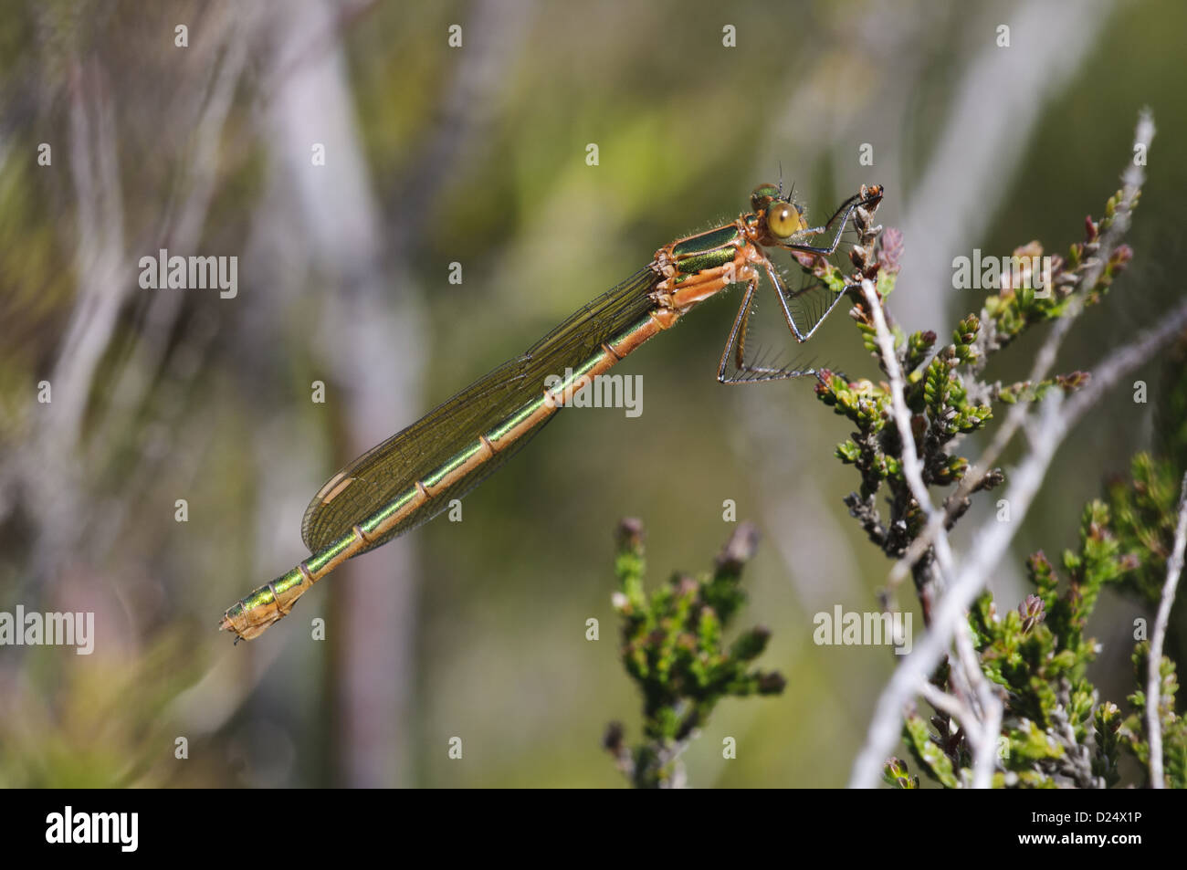 Emerald Damselfly (Lestes sponsa) adult female resting on heather ...
