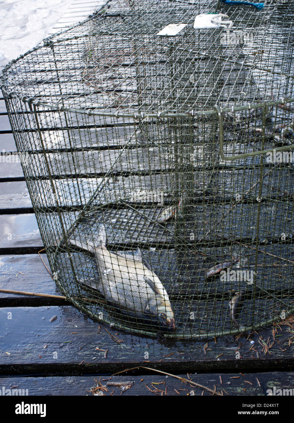 Small perches ( perca fluviatilis ) and a common bream ( abramis brama ) in a fish trap ( katiska ) at Spring , Finland Stock Photo