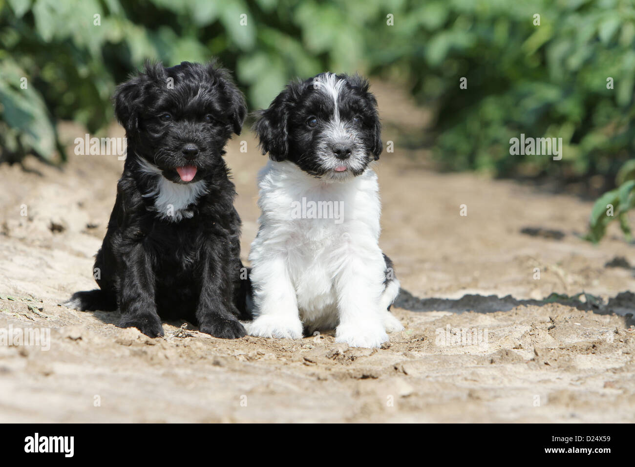 Dutch Shepherd Dog Two Puppies Stock Photos Dutch Shepherd Dog