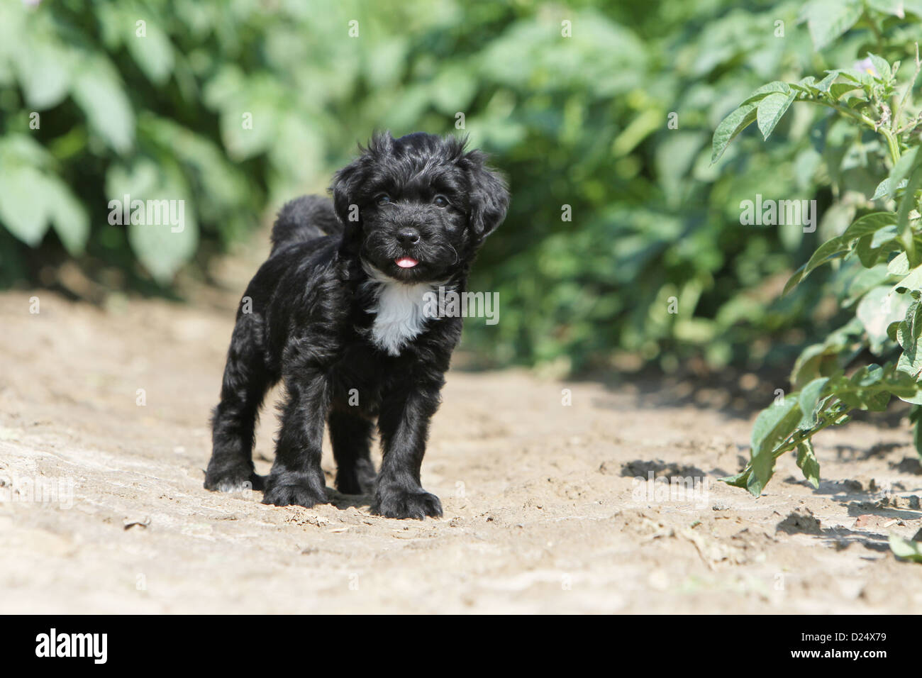 Sheep sales poo dog