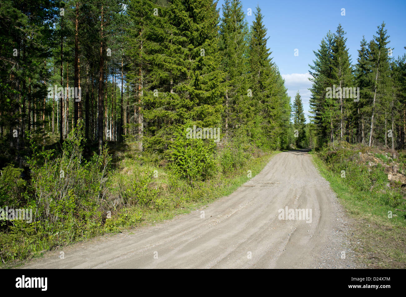 Empty dirt road in the taiga forest at Summer, Finland Stock Photo - Alamy