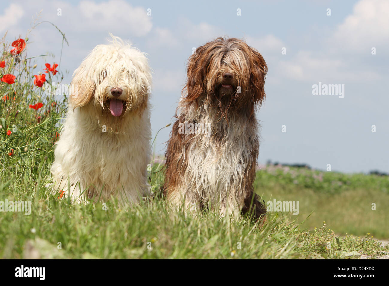Dog Schapendoes Dutch Sheepdog Two Adults Different Colors Sitting Stock Photo Alamy