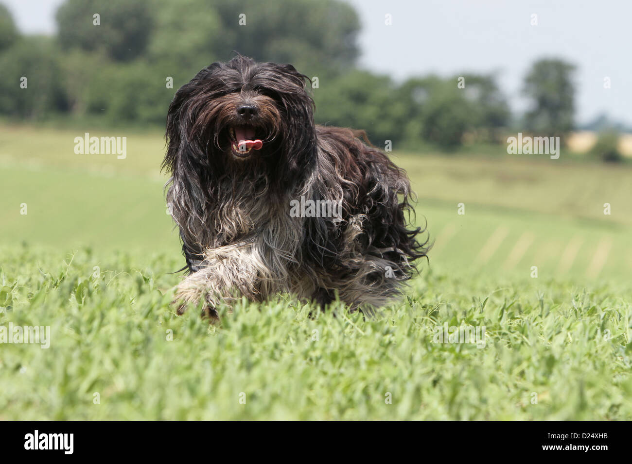 Dutch hot sale sheepdog society