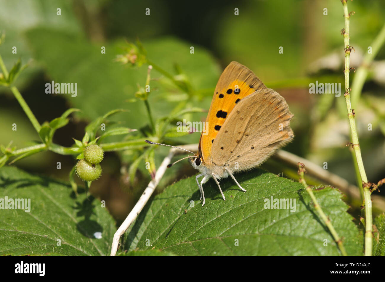 Small Copper (Lycaena phlaeas) adult, resting on leaf, Southwater Woods, West Sussex, England, July Stock Photo