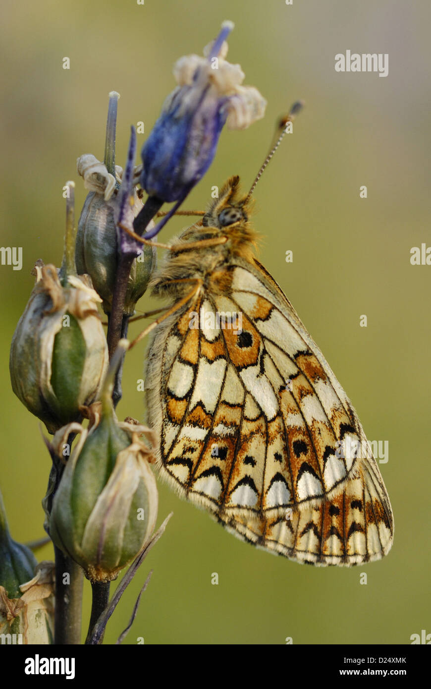 Small Pearl-bordered Fritillary Boloria selene adult roosting on Bluebell Hyacinthoides non-scripta seedhead in ancient Stock Photo