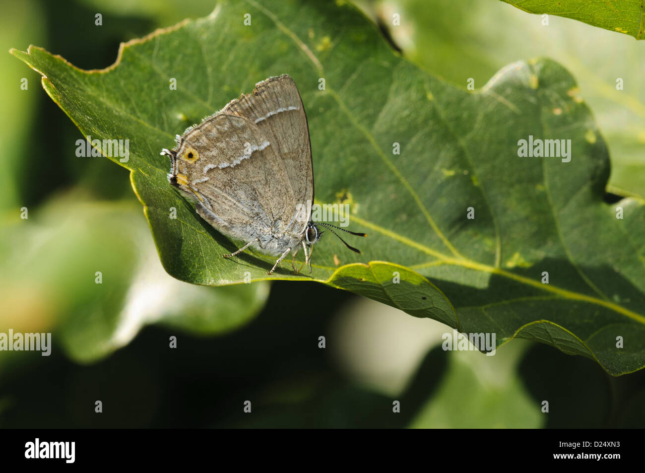 Purple Hairstreak Quercusia quercus adult feeding on honeydew from Oak Quercus sp. leaf Southwater Woods West Sussex England Stock Photo