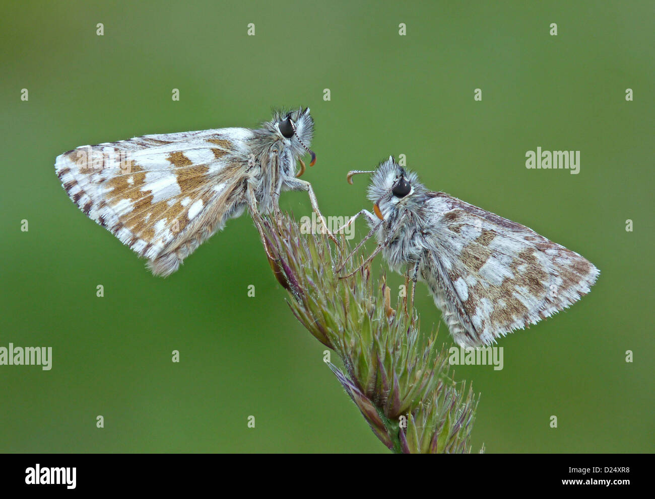 Olive Skipper (Pyrgus serratulae) two adults, resting on grass flowerhead, Italy, july Stock Photo