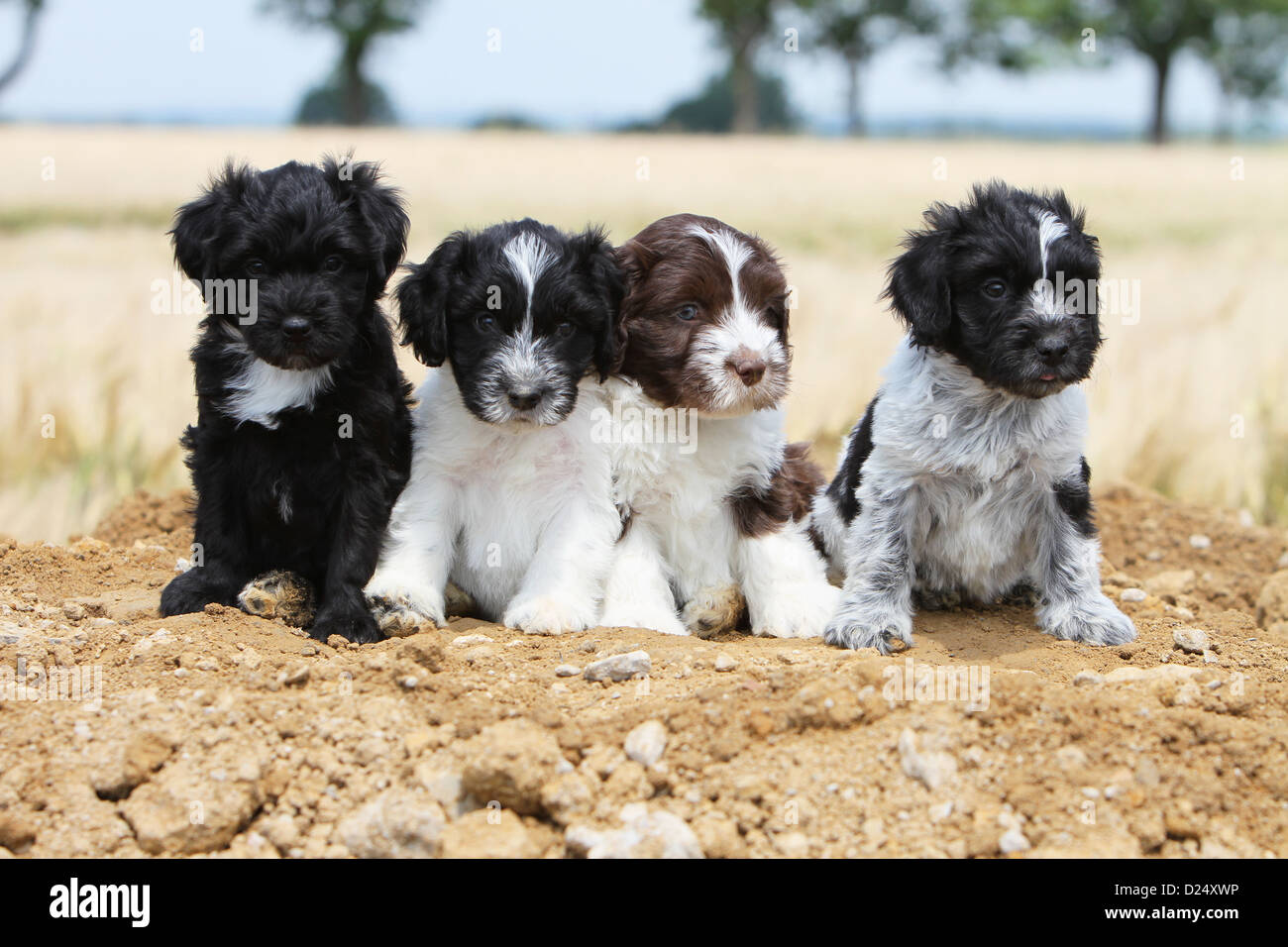 schapendoes puppies sale