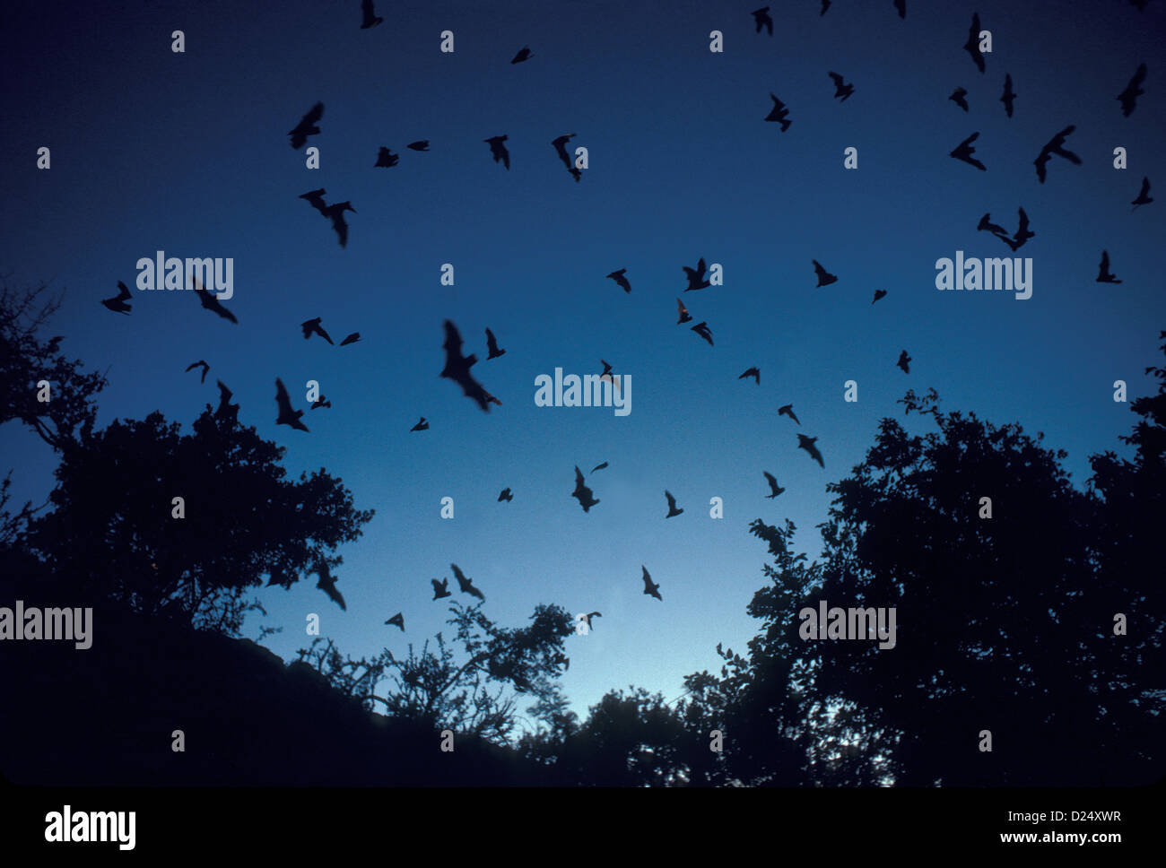 Mexican Freetailed Bat Tadarida brasiliensis Concan, Texas, United