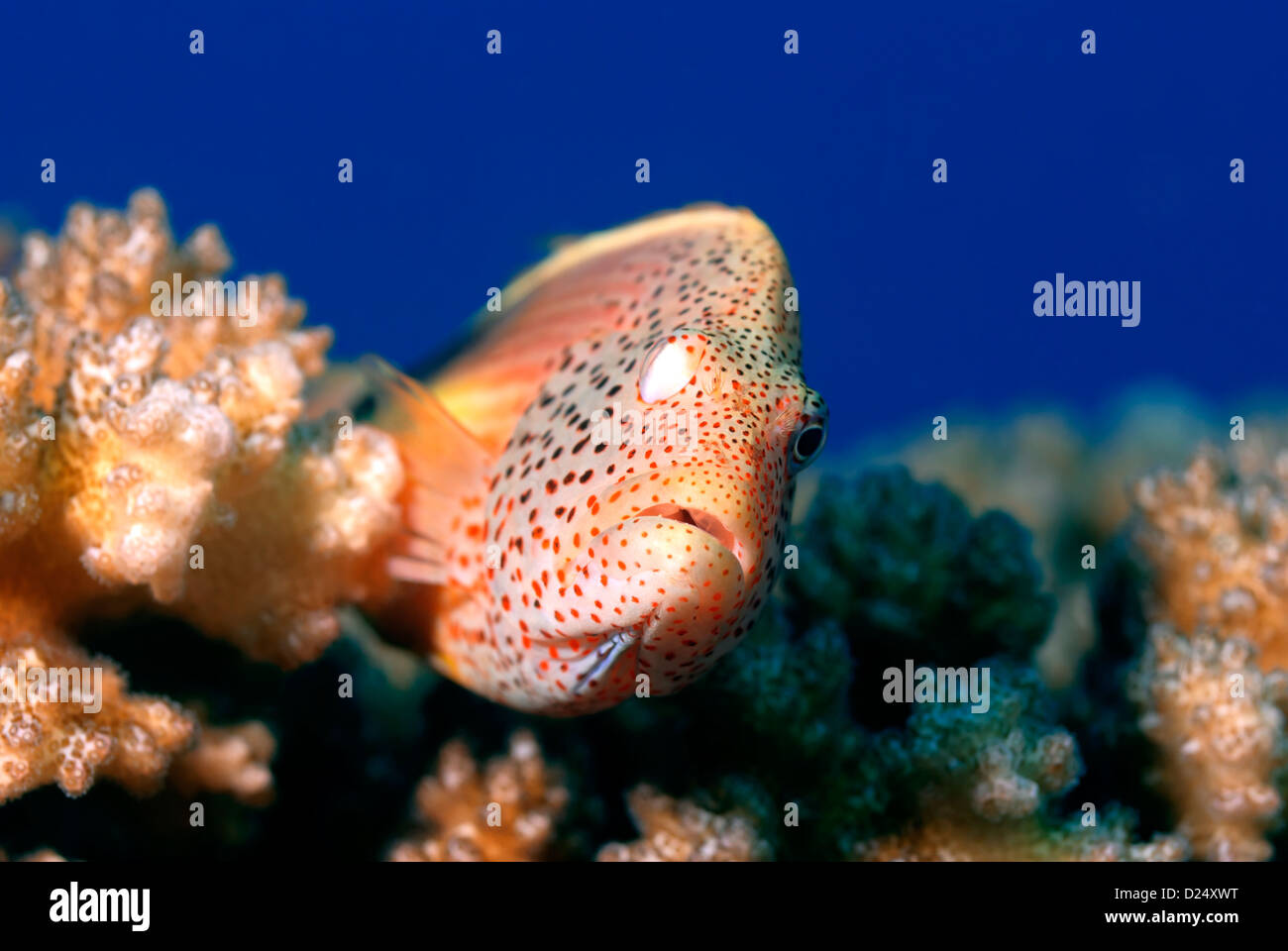 Freckled Hawkfish Paracirrhites forsteri on a Acropora Coral Acropora sp. Stock Photo