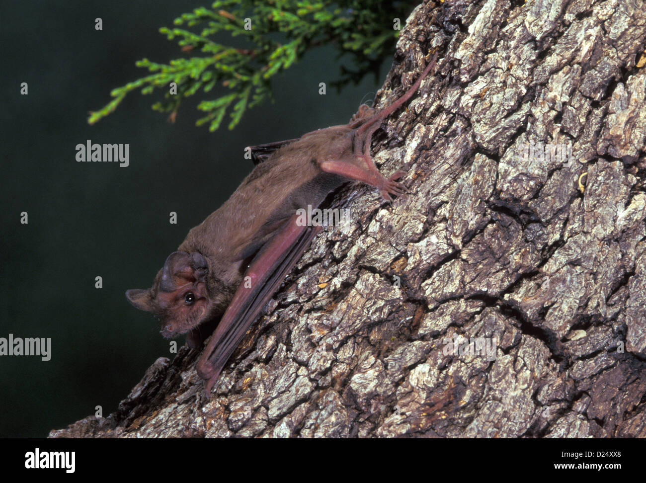 Mexican Free-tailed Bat Tadarida brasiliensis Kickapoo Caverns State ...