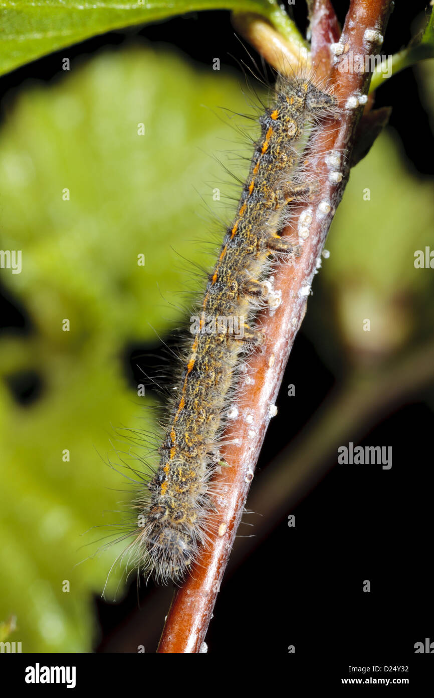December Moth (Poecilocampa populi) second instar larva, resting on birch twig, Powys, Wales, April Stock Photo