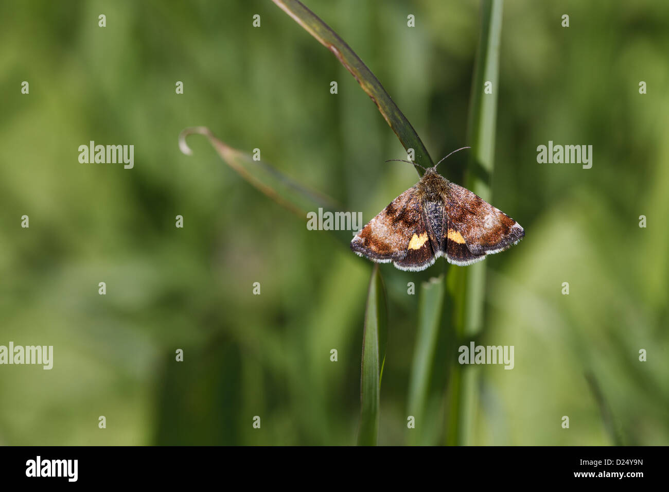 Small Yellow Underwing (Panemeria tenebrata) adult, resting on grass in meadow, Powys, Wales, May Stock Photo